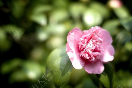 茶花粉色图片