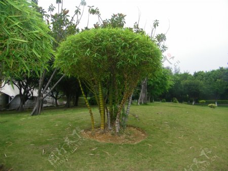 圈竹图片