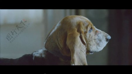 Freeman广告狗狗视频素材