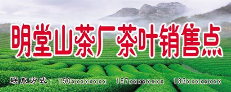 岳西明堂山茶叶图片