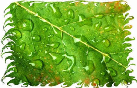 茂盛绿叶叶子树叶落叶叶脉脉络形状特点标本广告素材大辞典