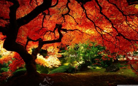 红叶树图片