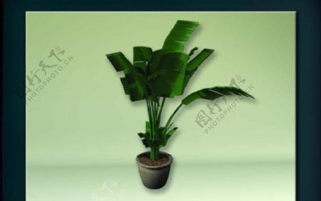 装饰构件之植物3D模型植物026