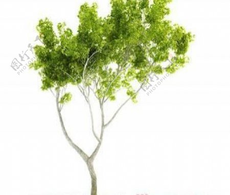 国外精品植物树木灌木3D模型125套1