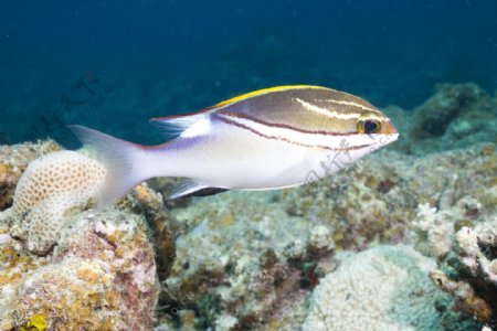 条纹热带鱼图片