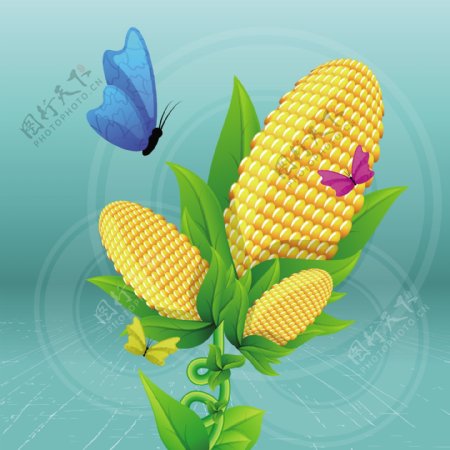 玉米棒插画