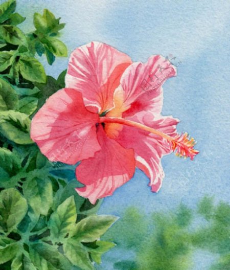 位图艺术效果手绘水彩植物免费素材
