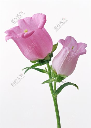 浅粉色花卉素材