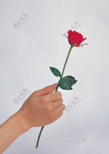 手递一支红玫瑰