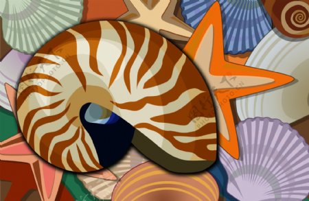海洋生物海螺贝壳海星psd分层素材