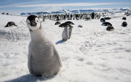北极可爱的企鹅
