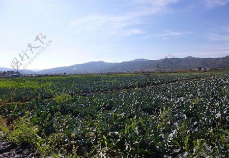 田园风光图片