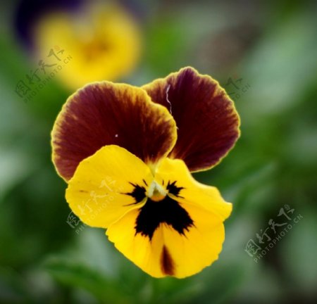 位图植物图案写实花卉花朵位图免费素材