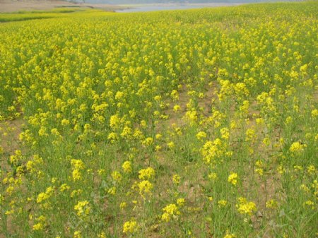 油菜花开