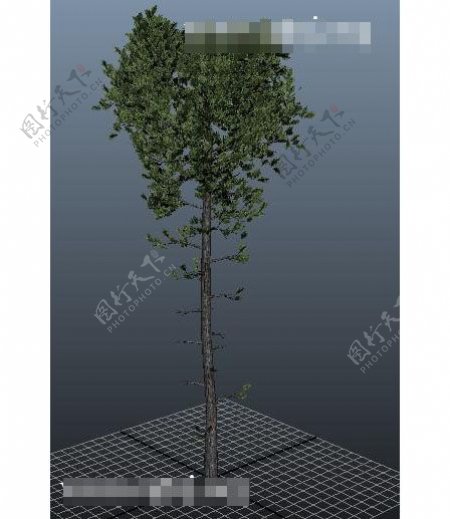 树3d模型图片