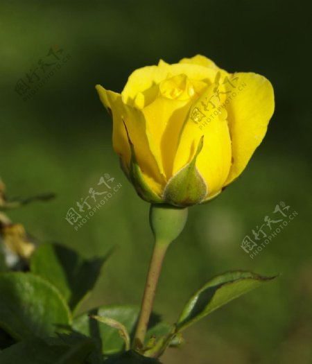 位图植物摄影写实花卉花朵玫瑰免费素材