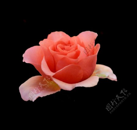 位图植物花朵玫瑰写实花卉免费素材