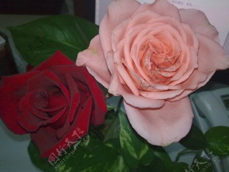 2朵玫瑰