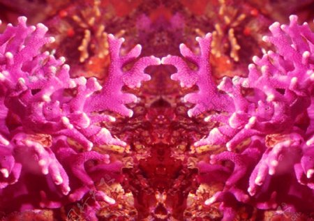 珊瑚海底世界
