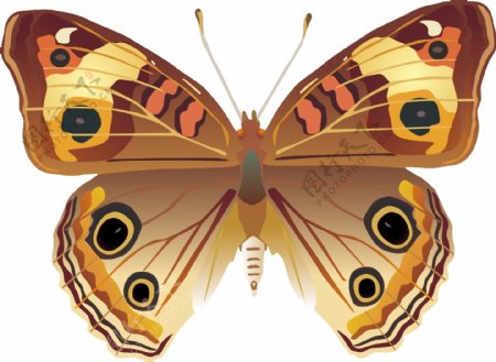 印花矢量图动物蝴蝶色彩橙色免费素材