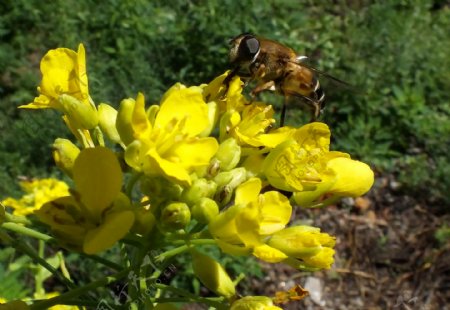 黄花和蜜蜂图片
