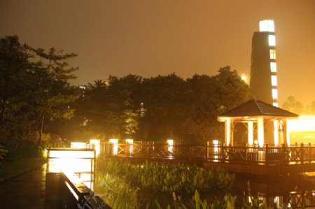 千灯湖公园夜景图片
