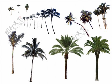 棕榈椰树101110植物素材