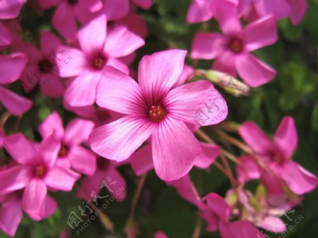 位图写实花卉植物花朵野花免费素材