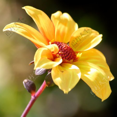 位图植物摄影写实花卉花朵野花免费素材