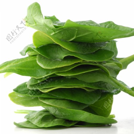 绿色油菜图片