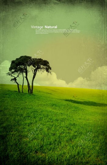 绿色山坡上孤单的树木