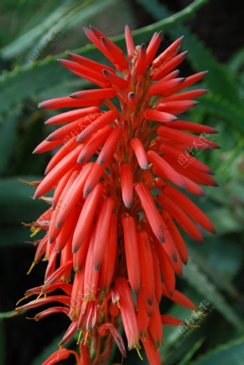 红色芦荟睫状花
