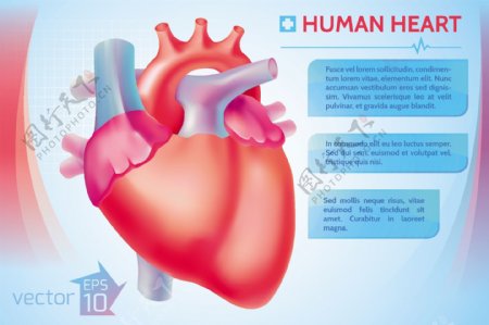 人类心脏医学矢量图形01