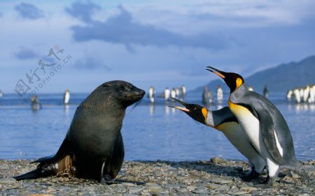 企鹅和海狮