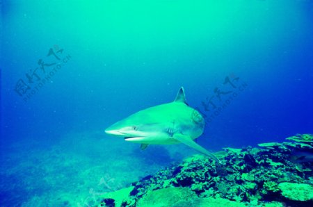 海洋大海碧海海洋生物鲸鱼鲨鱼海豚广告素材大辞典