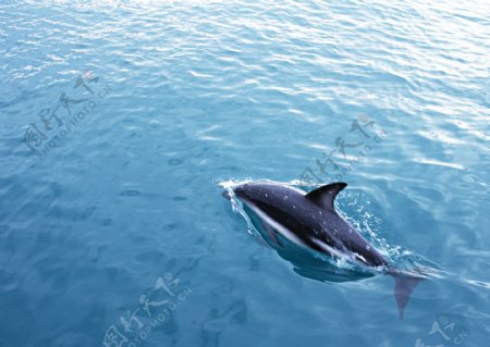 海洋大海碧海海洋生物鲸鱼鲨鱼海豚广告素材大辞典