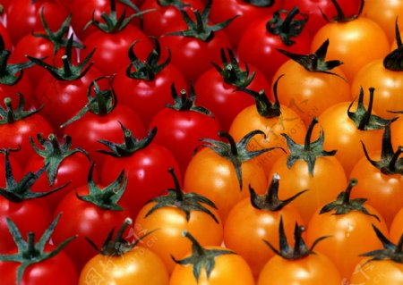 高清水果西红柿番茄素材