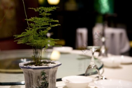 餐桌绿植图片