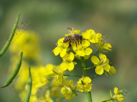 春季的蜜蜂图片