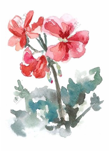 位图植物写意花卉花朵牡丹免费素材