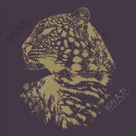 印花矢量图T恤图案动物豹色彩免费素材