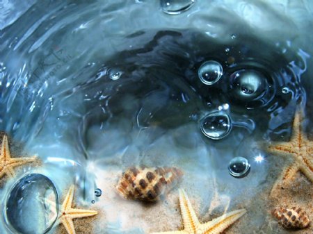 海水水纹海星海螺