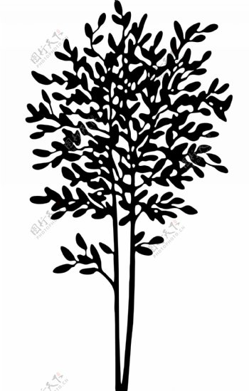 黑白发财树