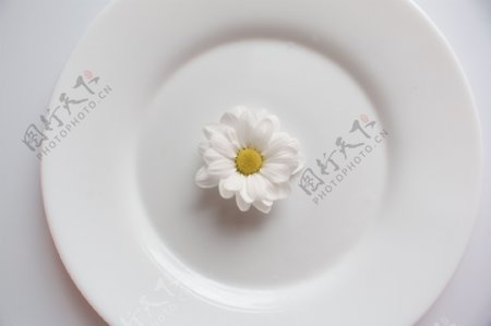白色小菊花