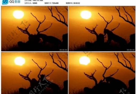夕阳日落猎豹剪影图片