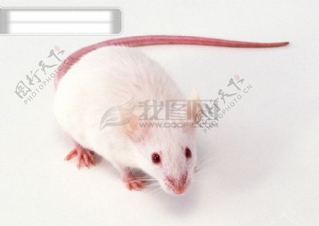 小动物动物世界老鼠小老鼠白老鼠试验品