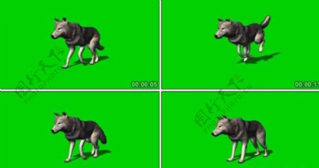 狼奔跑走路停顿动画视频素材