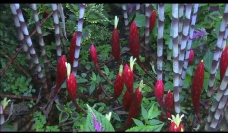 花朵自然生长视频素材图片