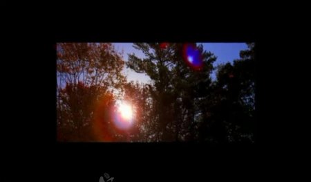 森林树木夕阳视频素材图片