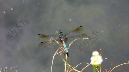 水边的蜻蜓图片
